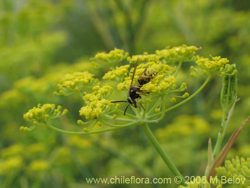 Bild von Foeniculum vulgare (Hinojo). Klicken Sie, um den Ausschnitt zu vergrössern.